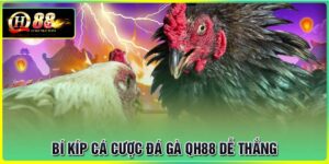 Bí kíp cá cược đá gà QH88 dễ thắng